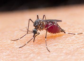Malaria Anopheles Mosquito