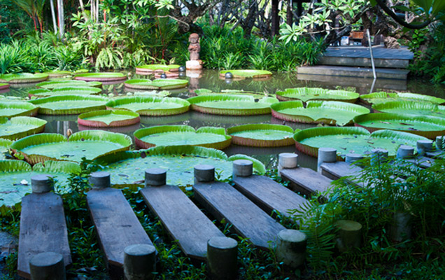 Giant Water Lillies