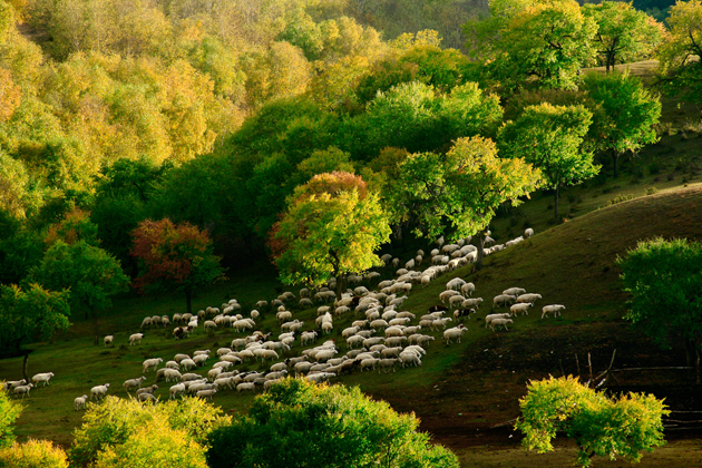 The Ulan Buh Grassland