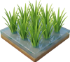 Kharif Food & Oilseeds