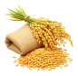 Rabi Food & Oilseeds
