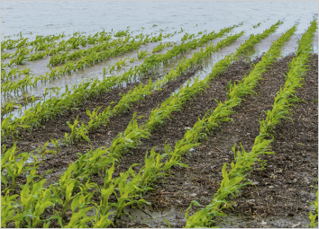 Crop insurance to farmers in Maharashtra