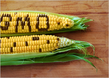 Genetically Modified Food