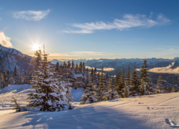 snow-covered-trees-whistler-creekside-valley