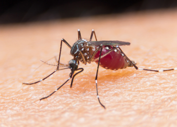 Ways to Get Rid of Mosquitoes