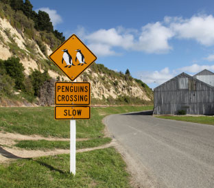 Blue Penguin Colony-NewZealand