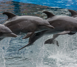 Dolphins Wave-SouthAfrica