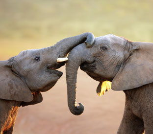 Elephant Love-SouthAfrica