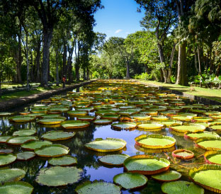 Gawk at giant lilies Mauritius