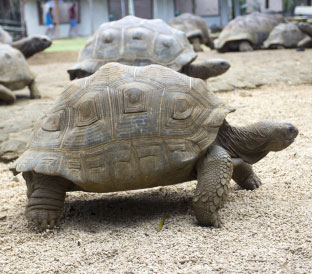Meet the Tortoises  Mauritius