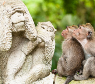 Sacred Monkey, Ubud-Bali