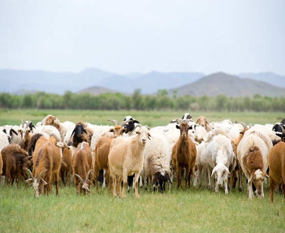 Livestock Insurance
