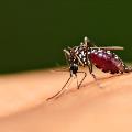 20151006-aedes-aegypti