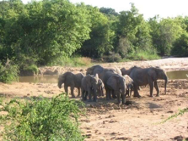african-bush-elephants-cooling-off-in-the-cool-muds