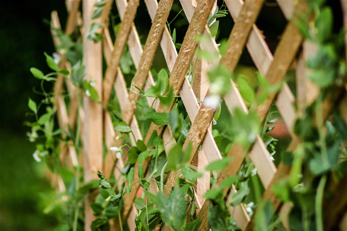 implementation-of-trellis