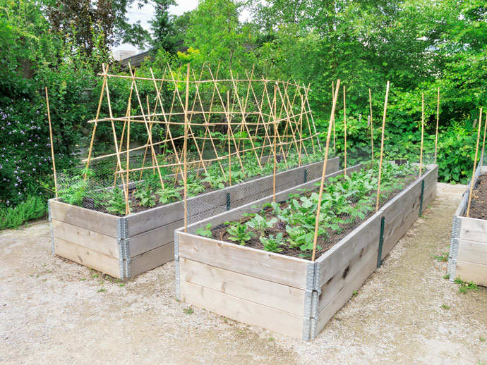 raised-bed-garden