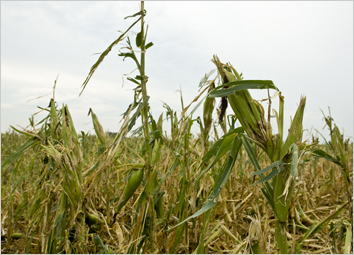 Protection from damage to crops